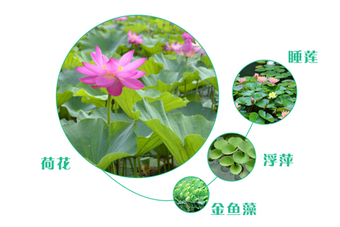 如何選擇污水處理工程的人工濕地植物？