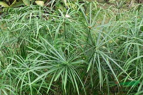 水中微生物、水生植物對人工濕地的影響
